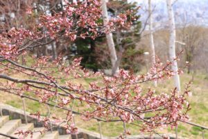 桜2021年4月24日3