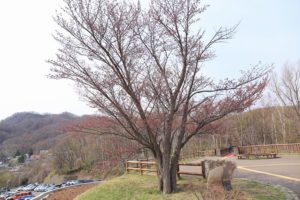 桜2021年4月24日5