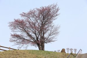 桜2021年4月24日6