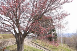 桜2021年4月24日4