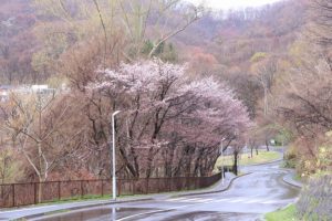 桜2021年4月25日6