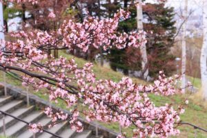 桜2021年4月25日2