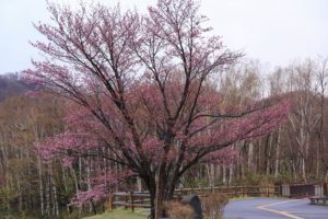 桜2021年4月25日3