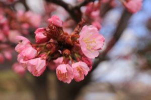 桜2021年4月25日8