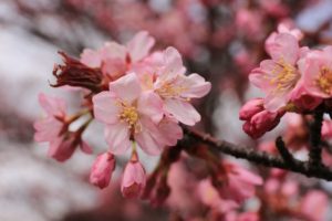 桜2021年4月25日1