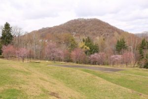 桜2021年4月25日7