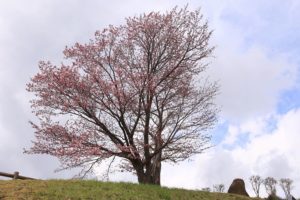 桜2021年4月25日5