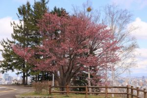 桜2021年4月25日4