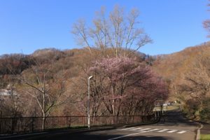 桜2021年4月26日5
