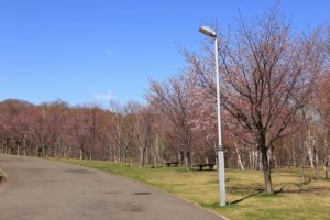 桜2021年4月26日6