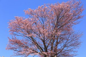 桜2021年4月26日8