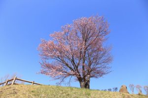 桜2021年4月26日4