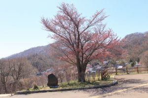 桜2021年4月26日2