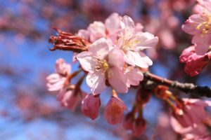 桜2021年4月26日1