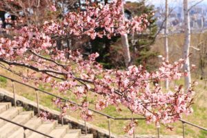桜2021年4月26日7