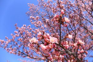 桜2021年4月26日9