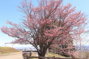 桜2021年4月26日3