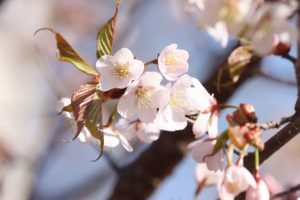 桜2021年4月27日9