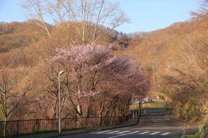 桜2021年4月27日5