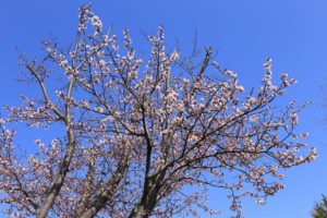 桜2021年4月27日8