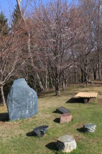 桜2021年4月27日7