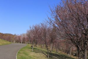 桜2021年4月27日6