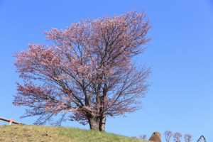 桜2021年4月27日3