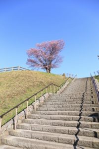 桜2021年4月27日2