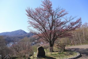 桜2021年4月27日4