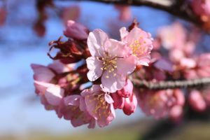 桜2021年4月27日1