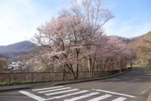 桜2021年4月29日5