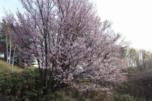 桜2021年4月29日4