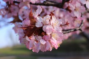 桜2021年4月29日1