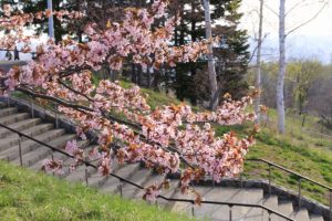 桜2021年4月29日3