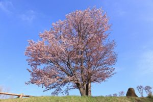 桜2021年4月29日2