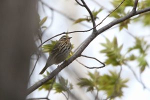 ビンズイ2021年4月30日