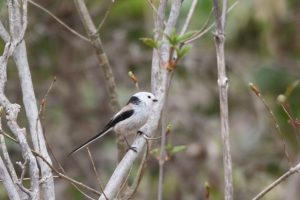 シマエナガ2021年4月30日