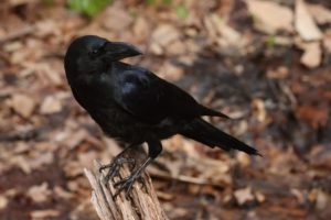 ハシブトガラス2021年4月30日