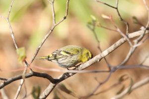 マヒワ雄2021年4月30日