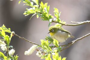メジロ2021年4月30日