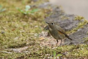 ルリビタキ2021年4月30日