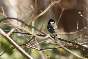 シジュウカラ2021年4月30日