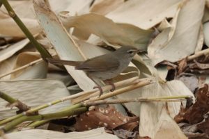 ウグイス2021年4月30日