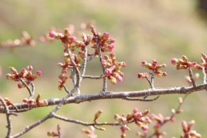 桜2021年4月20日2