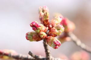 桜2021年4月20日1