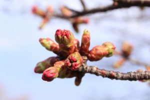 桜2021年4月20日5
