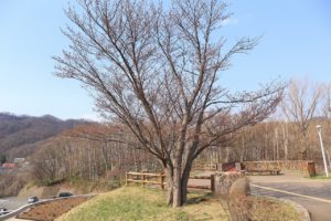 桜2021年4月20日3