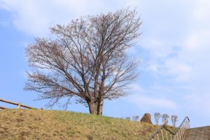 桜2021年4月20日４