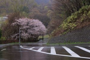 桜2021年5月1日10