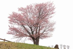 桜2021年5月1日3